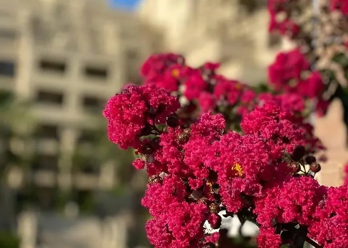 Апартаменты Argisht 647